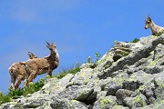 31 e diventano tre